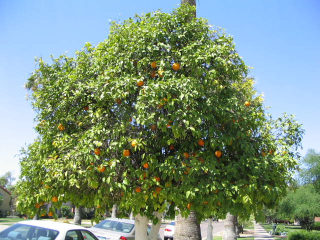 618x457 pixels (274K)